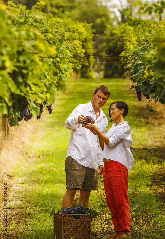 Fototapeta premium grape harvest 