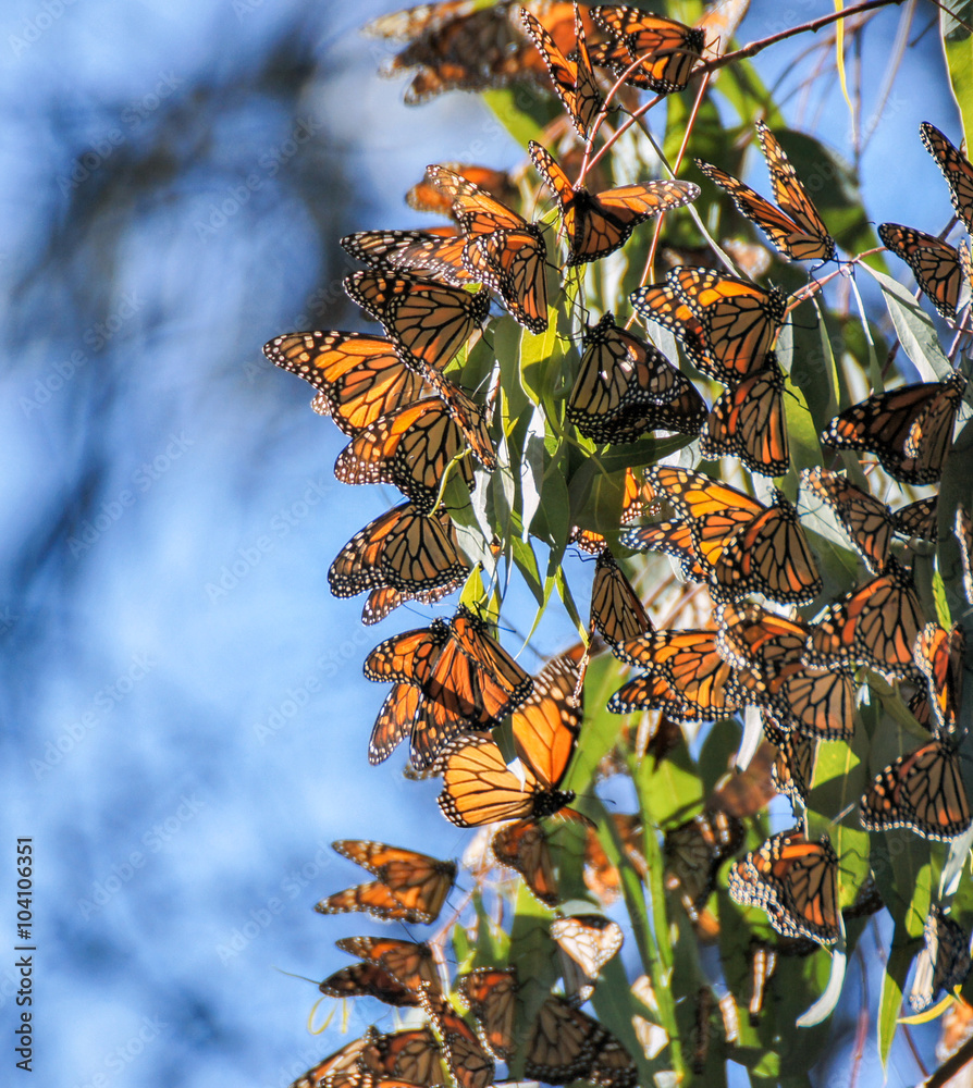 Naklejka premium Monarchs cluster in the eucalyptus trees at the Natural Bridges State Park in Santa Cruz, California, USA.
