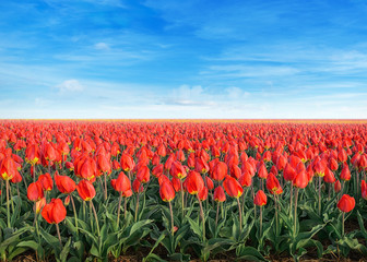 Wandcirkels Tulp Tulpenveld met rijp bij zonsopkomst  © Vaceslav Romanov