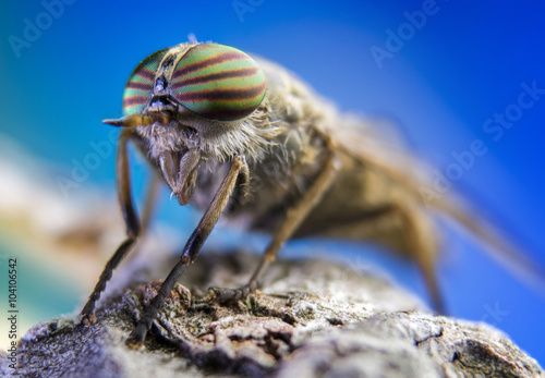 horse-fly, macro, wild, fly, water drops
