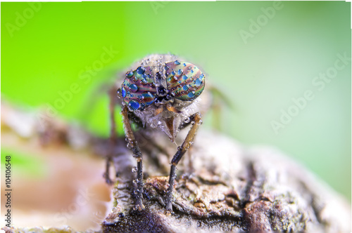 horse-fly, macro, wild, fly, water drops photo