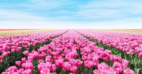 Wandcirkels Tulp Roze tulpenveld in de lente  © Vaceslav Romanov