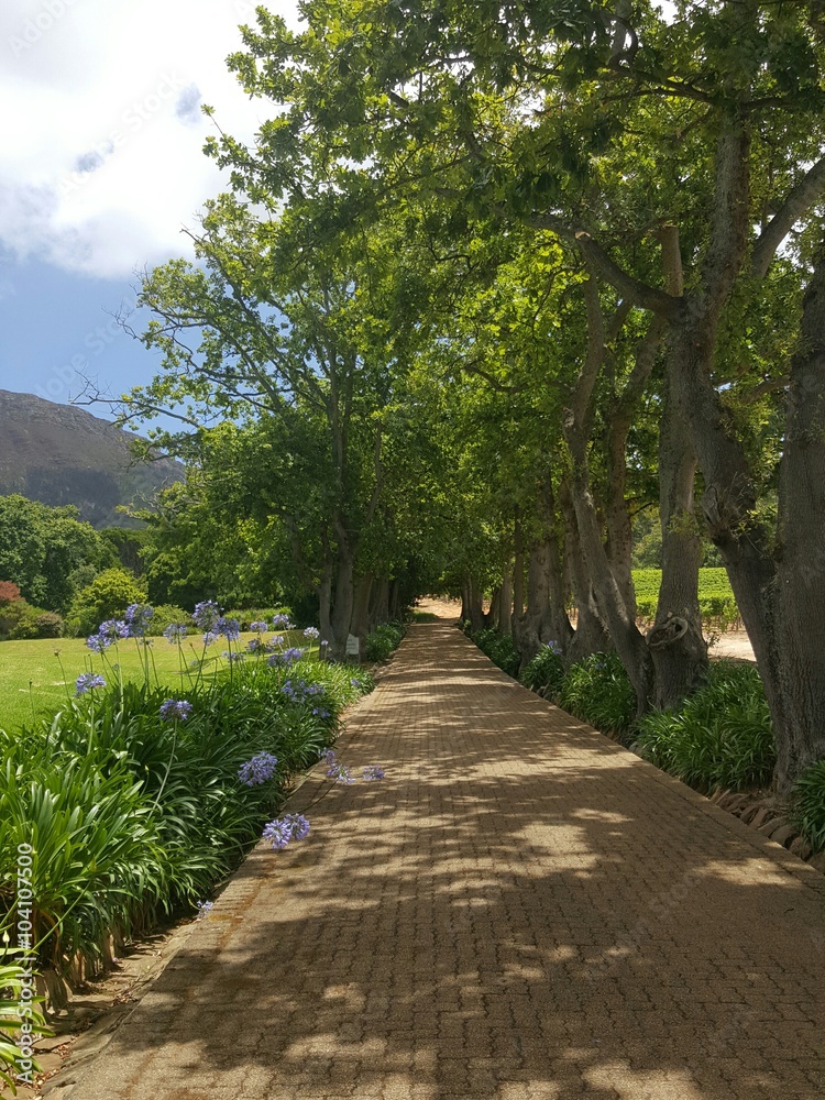 Paths through the picturesque gardens of Groot Constantia Wine Estate, Cape Town
