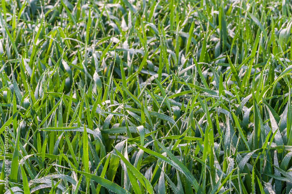 Obraz premium Background with dew on grass