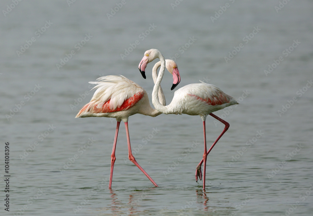 A Flamingo pair