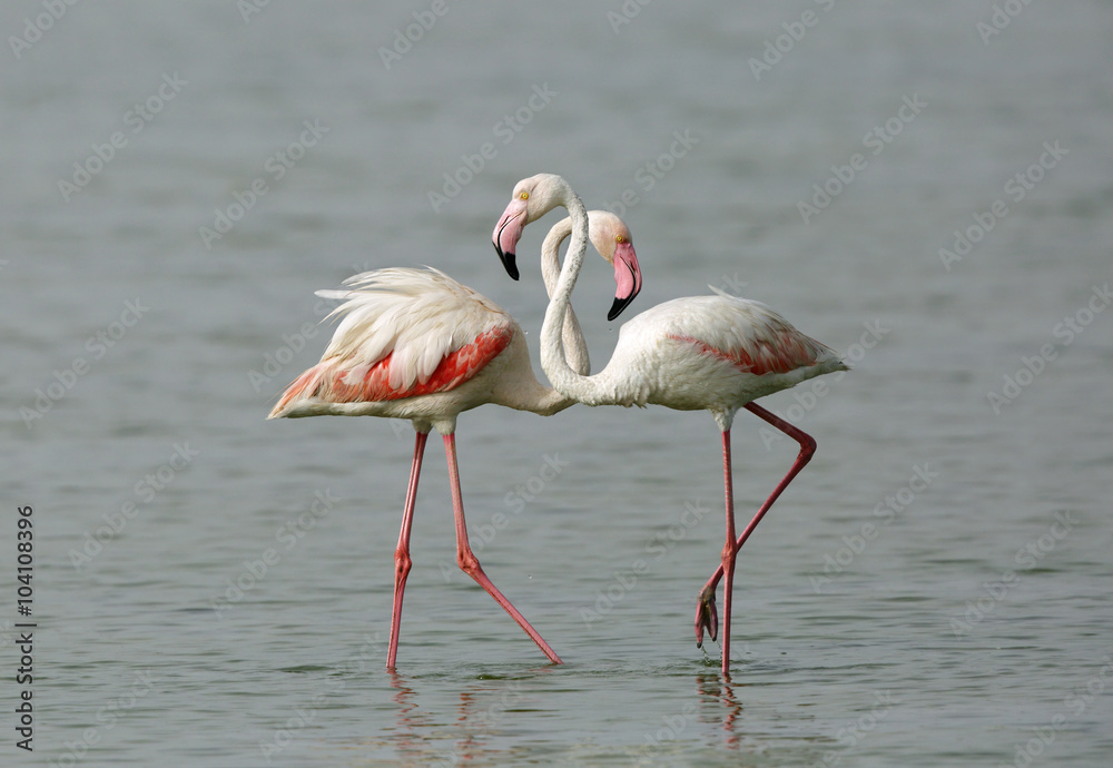 Fototapeta premium A Flamingo pair