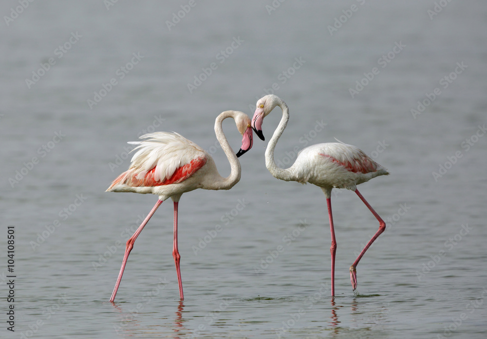 Closeup of a pair of Flamingos