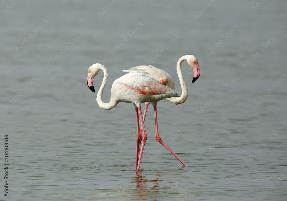 Closeup of a beautiful pair of Flamingos