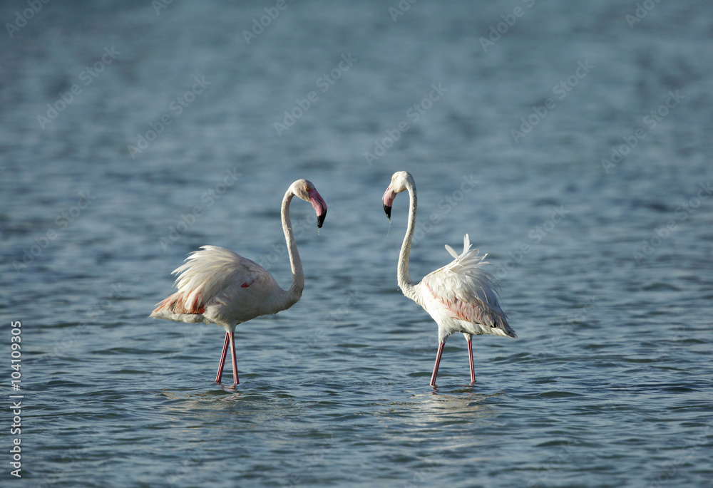 A pair of  greater Flamingos