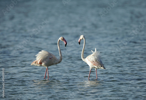 A pair of greater Flamingos