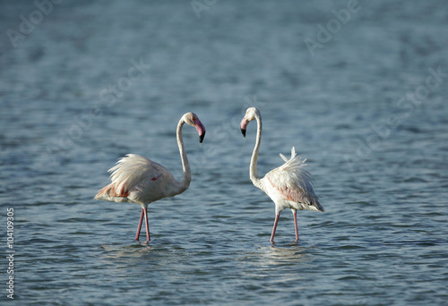 A pair of  greater Flamingos