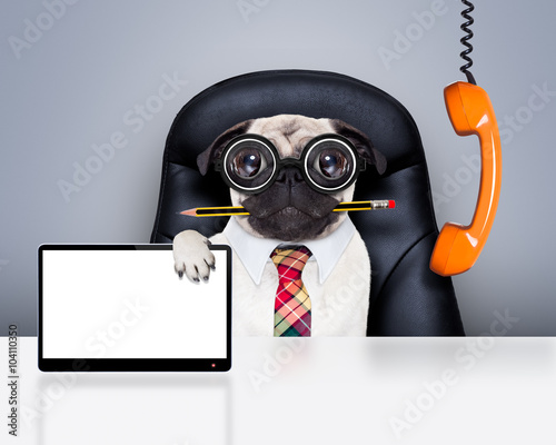 office worker boss dog © Javier brosch
