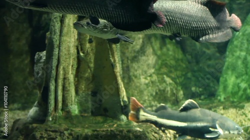 giant Arapaima of the Amazon