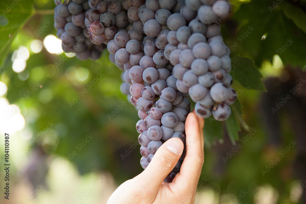 grape harvest
