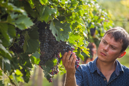 grape harvest 