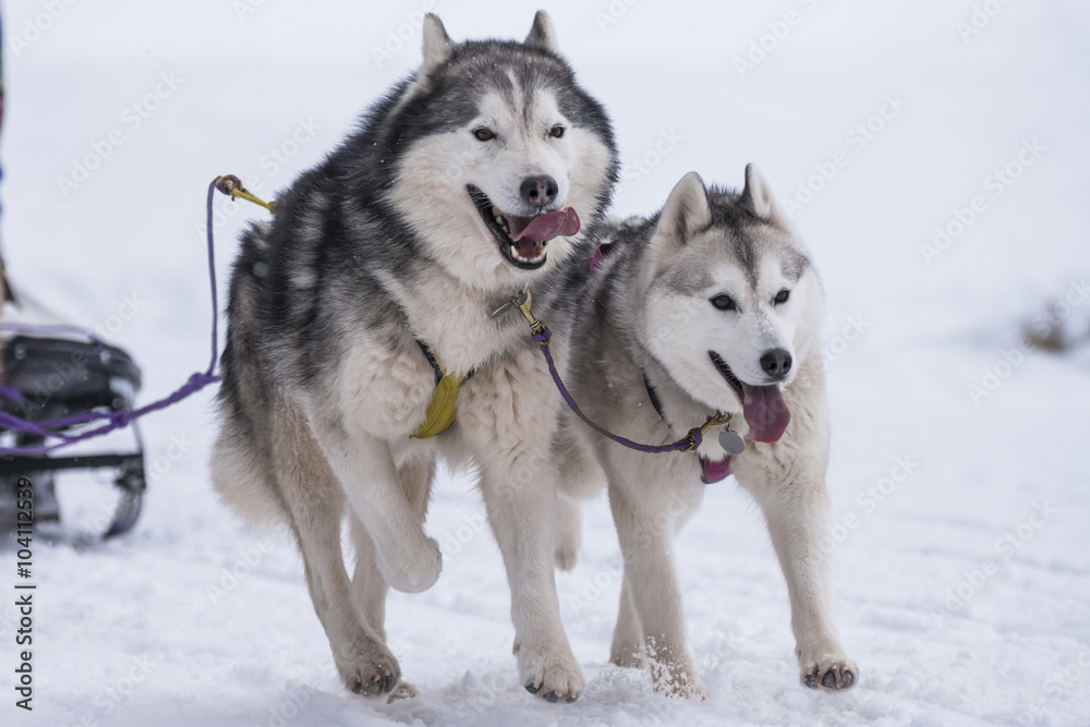 Sled dog Sled dog