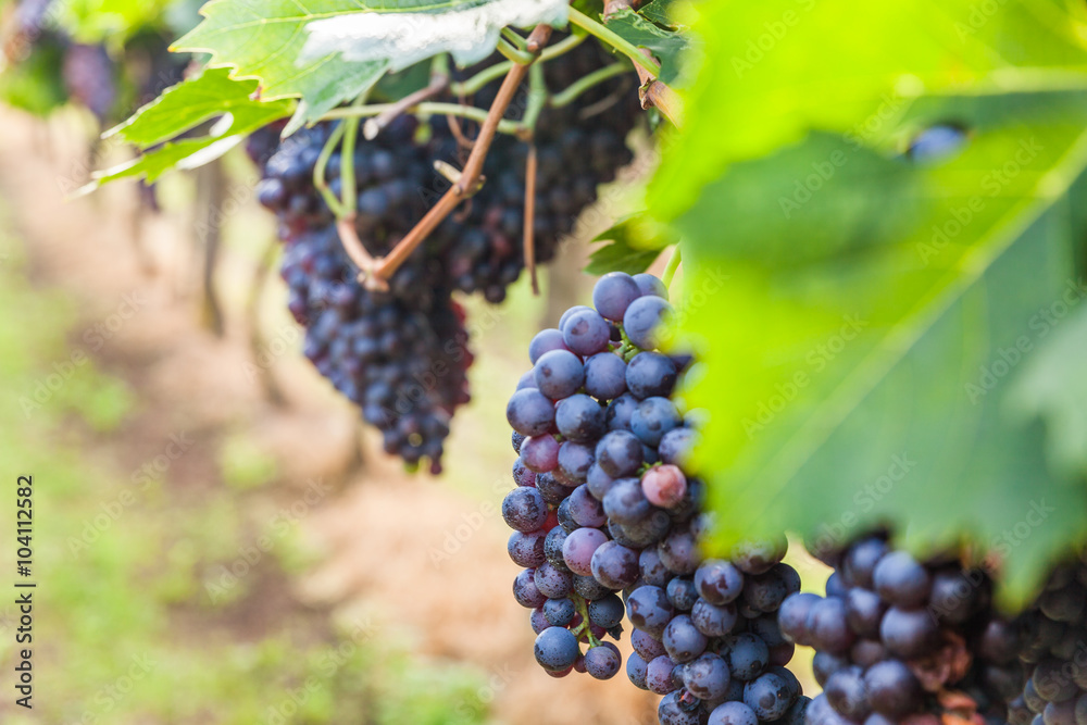 grape harvest
