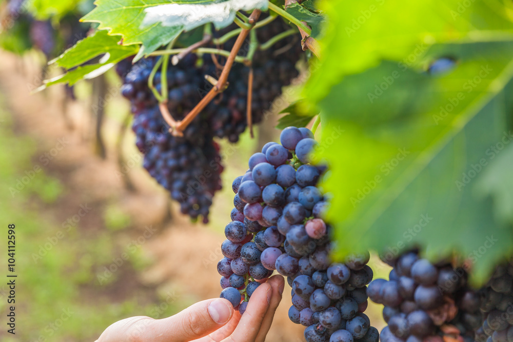 Obraz premium grape harvest 