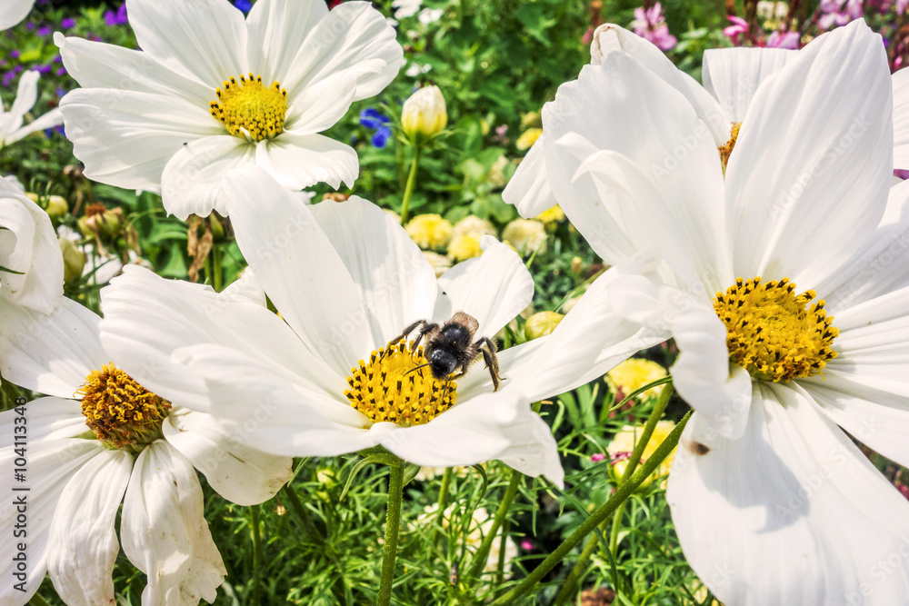 Obraz premium Frühling