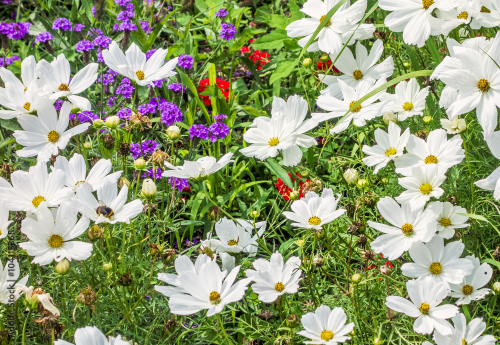 Fototapeta premium Frühling