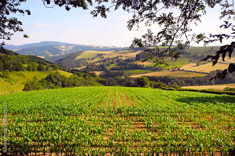 Young, green sprouts in the fields.