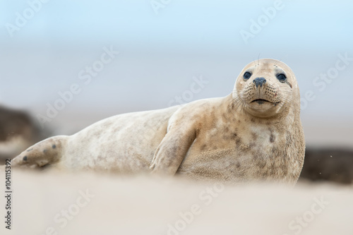Atlantic Grey Seal Pup (Halichoerus Grypus) / Atlantic Grey Seal Pup na piaszczystej plaży