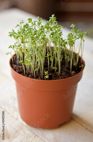 Watercress sprouts in the pot