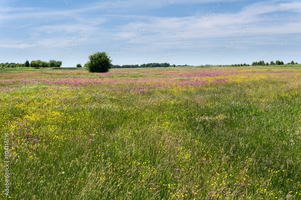 Fototapeta premium Colorful meadow in spring and blue sky. Green grass.Purple and yellow flowers. Sunny day, nobody.