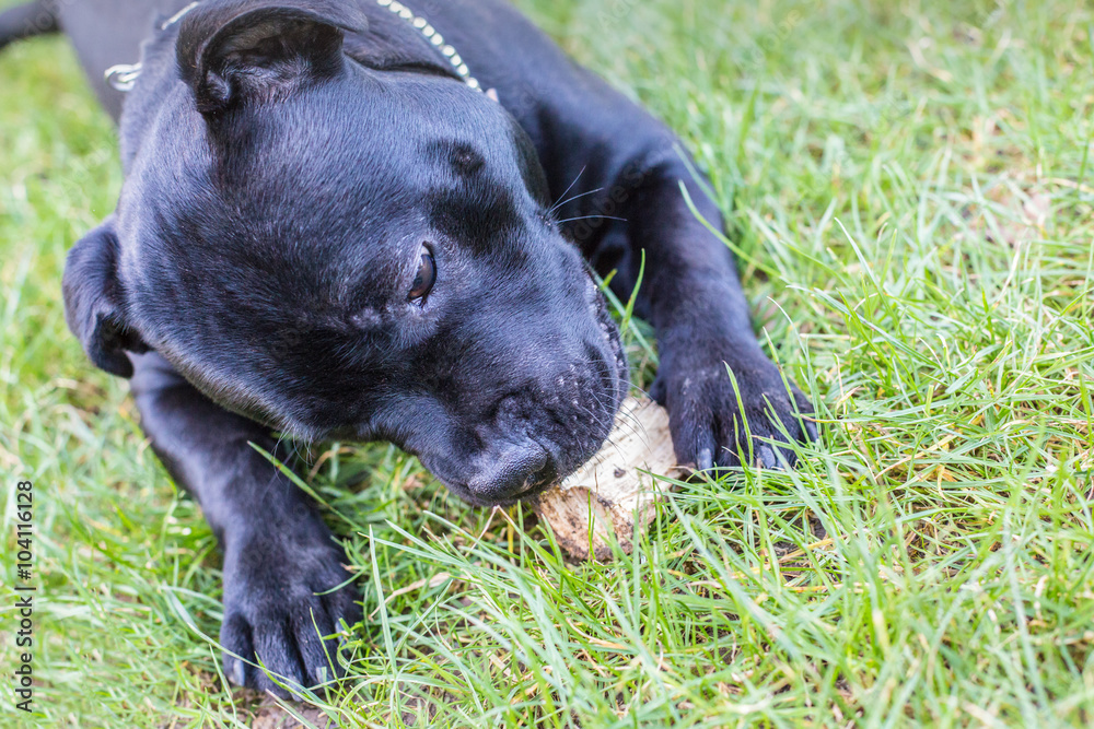 A Staffordshire bull terrier dog lying on the grass holding and chewing a piece of naural wood. His head and front legs and paws can be seen.