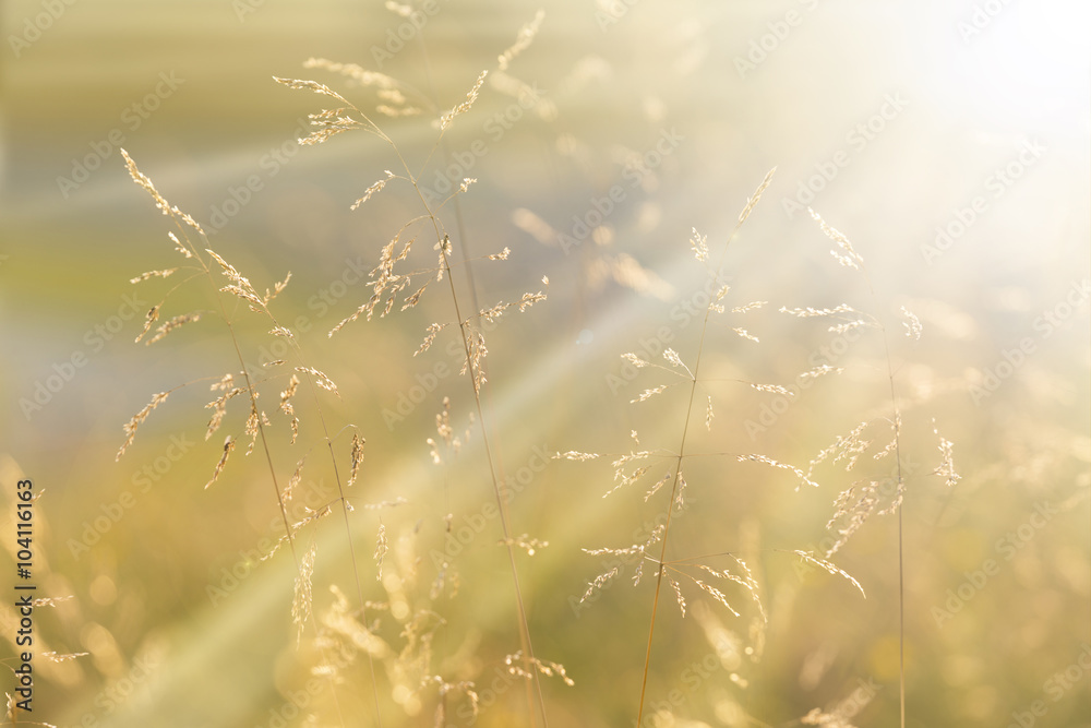 Sunny golden color meadow grass at sunset with sunbeams. Golden and yellow orange color countryside meadow closeup. Selective focus used.  - obrazy, fototapety, plakaty 