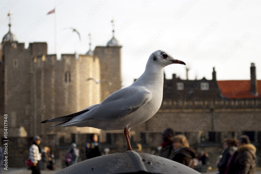 Obraz premium Seagull in the Tower of London, England
