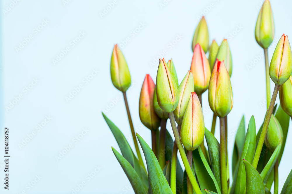  tulips