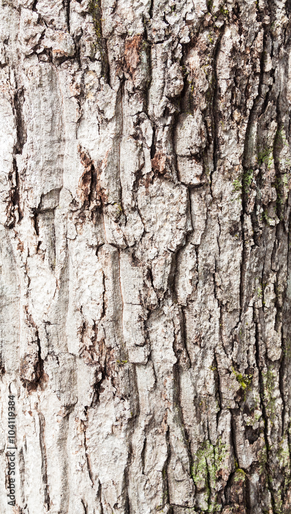 Fototapeta premium Wood grain bark texture