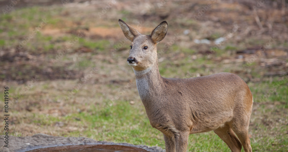 Roe-deer in the wild in a clearing