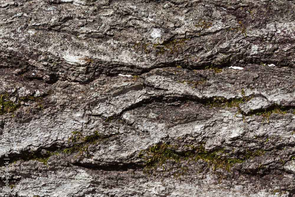Wood grain bark texture Wood grain bark texture