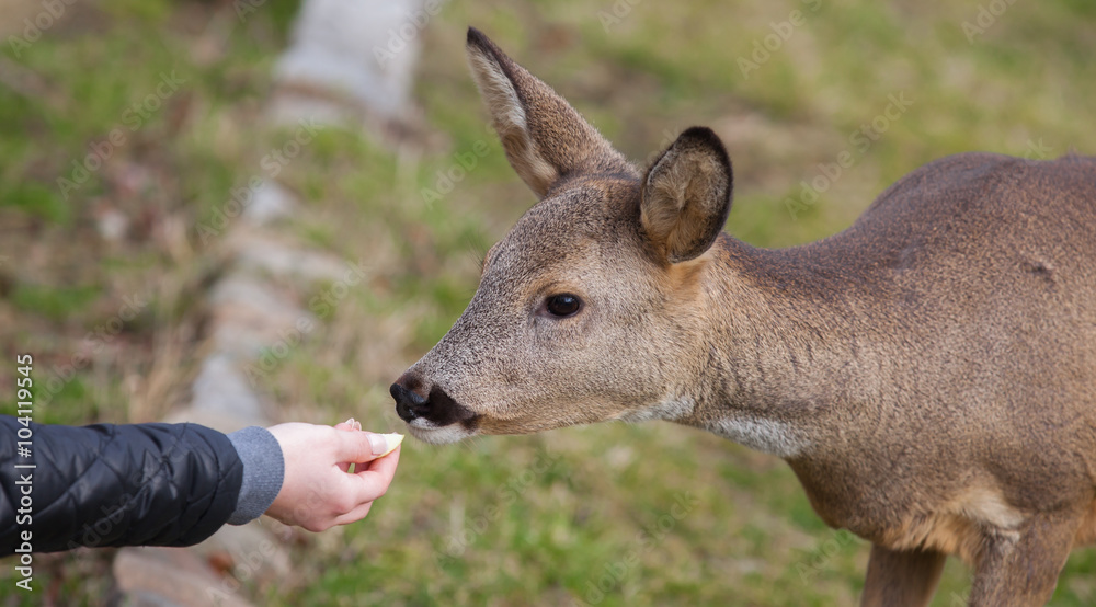 Fototapeta premium hand feeding, deer