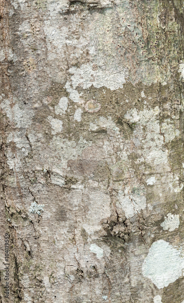 Wood grain bark texture Wood grain bark texture