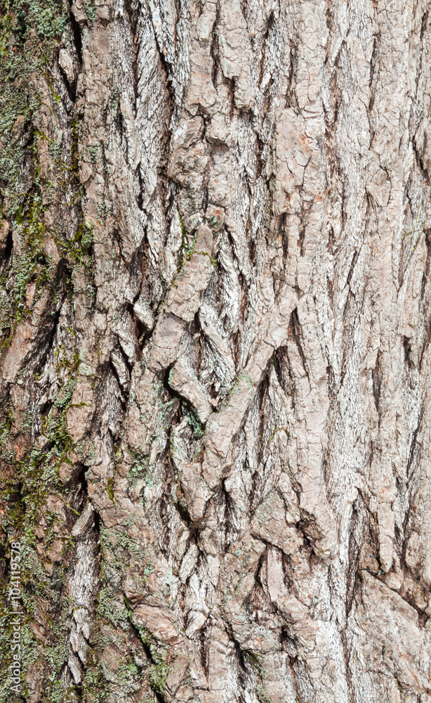 Fototapeta premium Wood grain bark texture