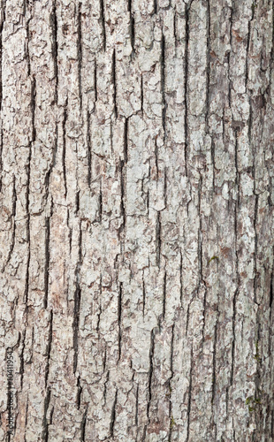 Wood grain bark texture