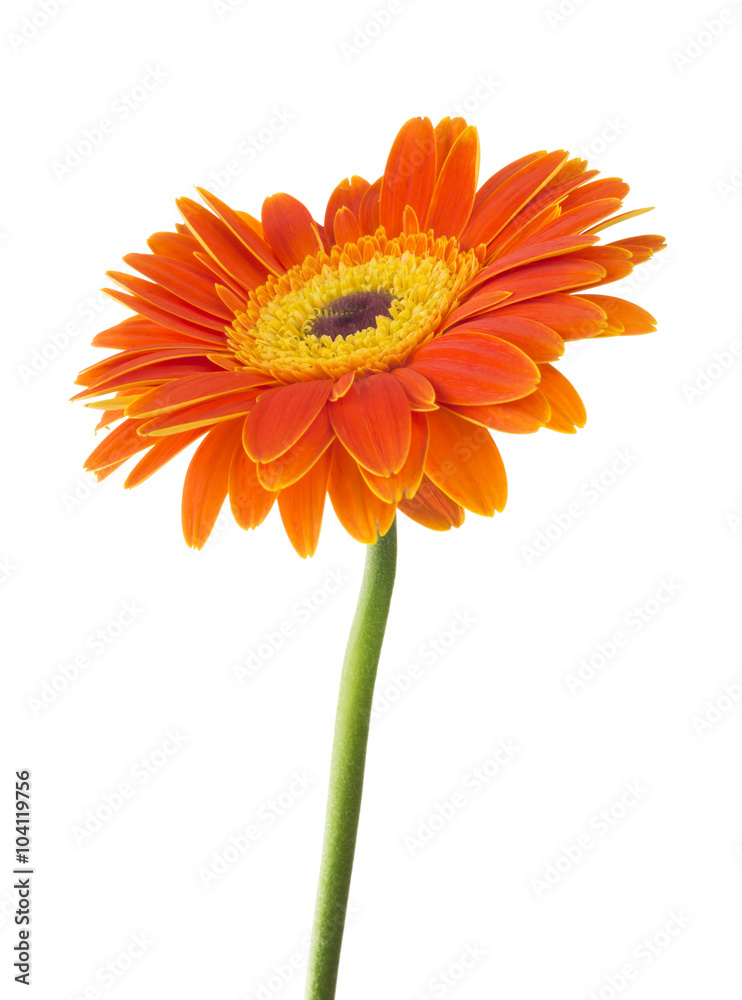 Daisy Gerbera Flower on white Daisy Gerbera Flower on white