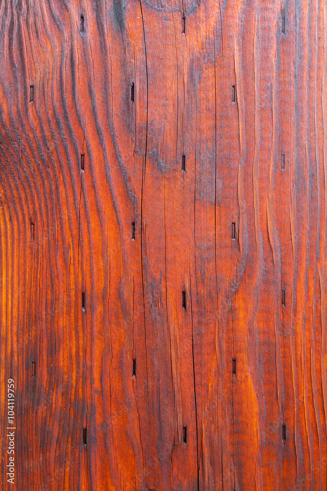 Obraz premium Wood grain bark texture
