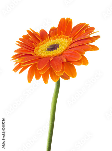 Daisy Gerbera Flower on white