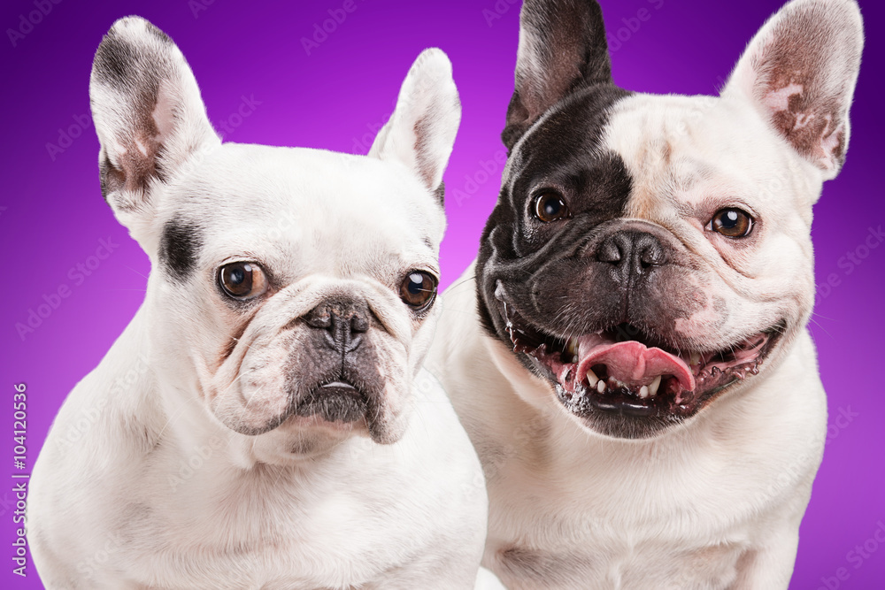 French bulldogs isolated over purple background