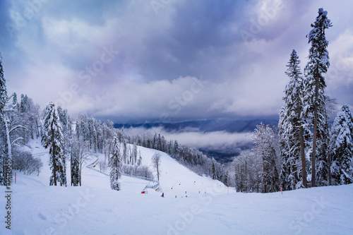 Ski resort and covered with snow firs