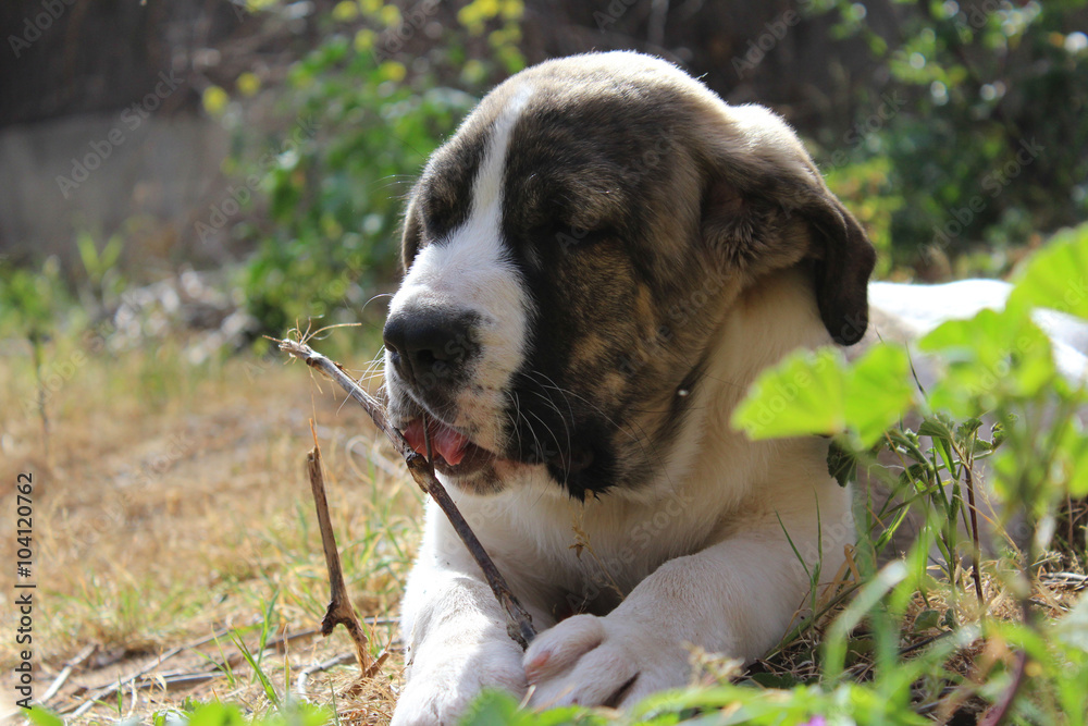 spanish mastiff puppy