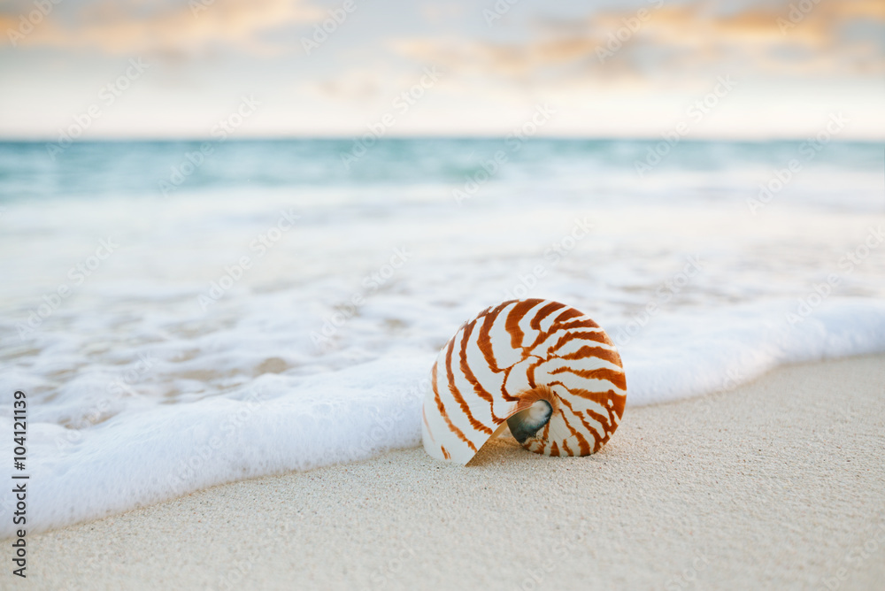 nautilus sea shell on golden sand beach in soft sunset light nautilus sea shell on golden sand beach in soft sunset light