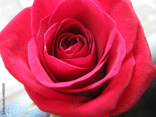 A red rose