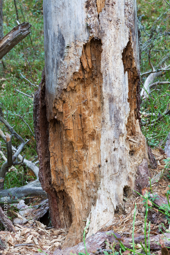 Rotten dead wood tree in forest