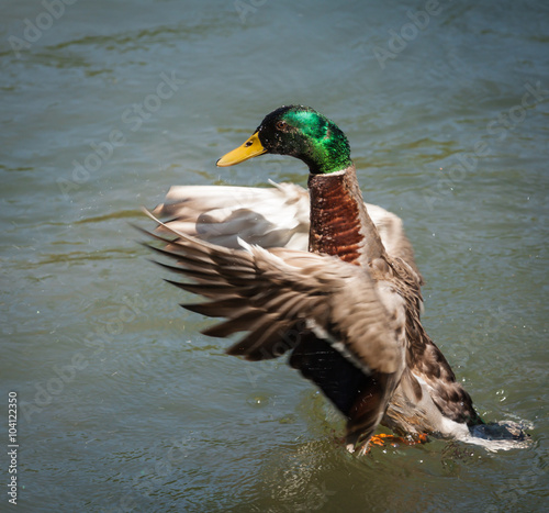 Mallard Duck photo