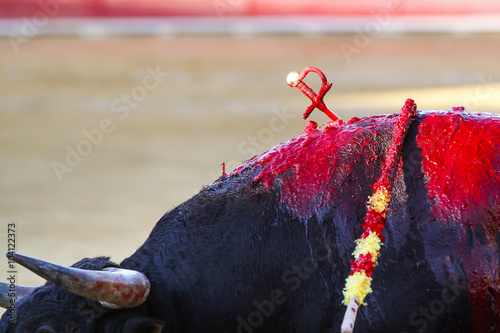 Spanish bullfight photo